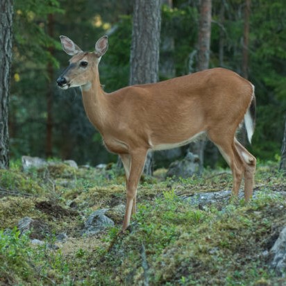 Sorkkia ja sarvia