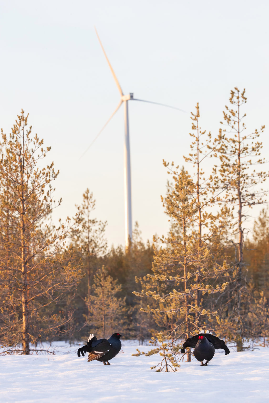 Tuulivoiman Rakentaminen Vaikuttaa Riistaan Ja Metsästykseen ...