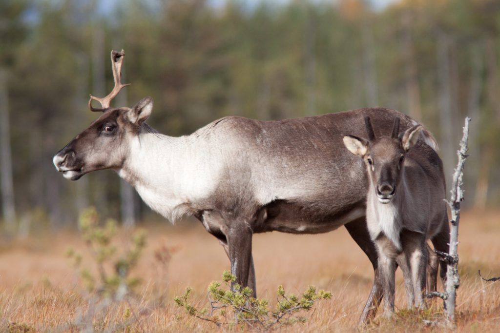 kainuun-mets-peurakanta-edelleen-liev-ss-kasvussa-mets-st-j-lehti