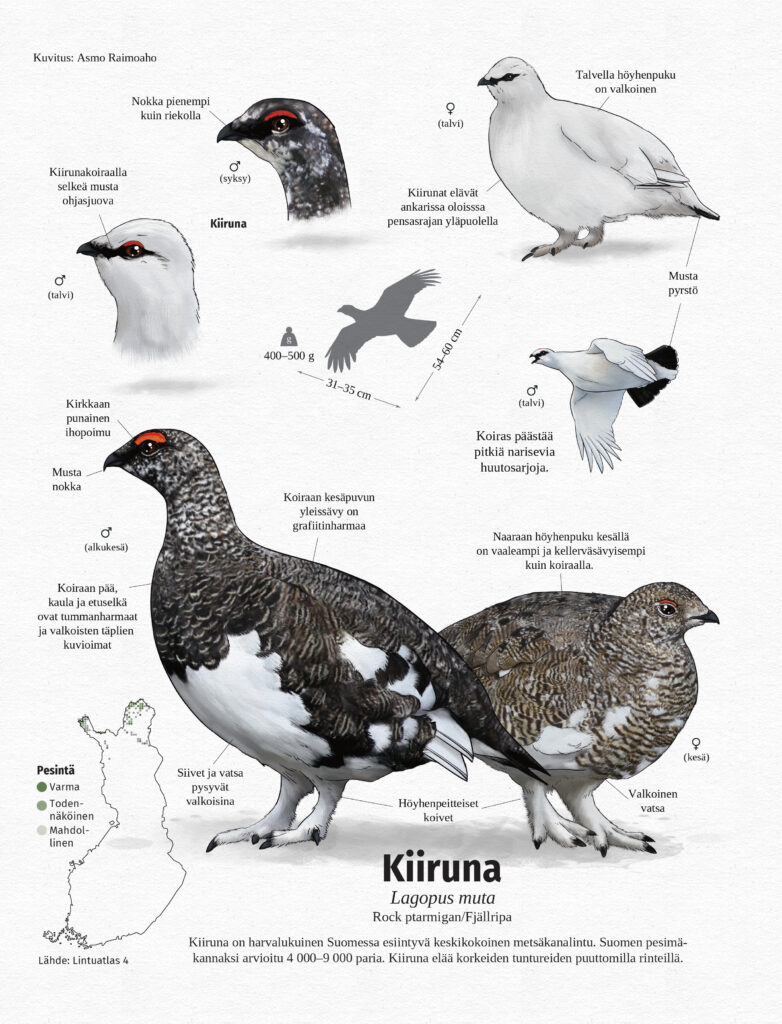 Piirroskuva, jossa esitellään kiiruna ulkonäkö ja elinalue.