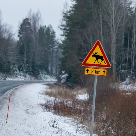 Hirvieläimet liikenteessä episode artwork
